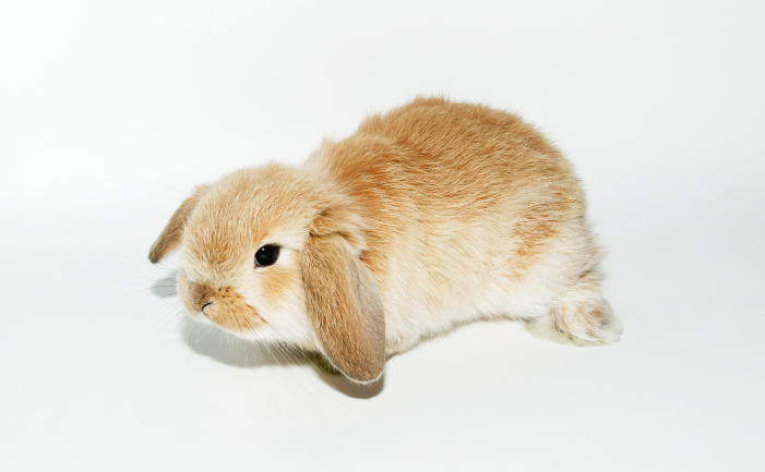 miniature dwarf rabbit