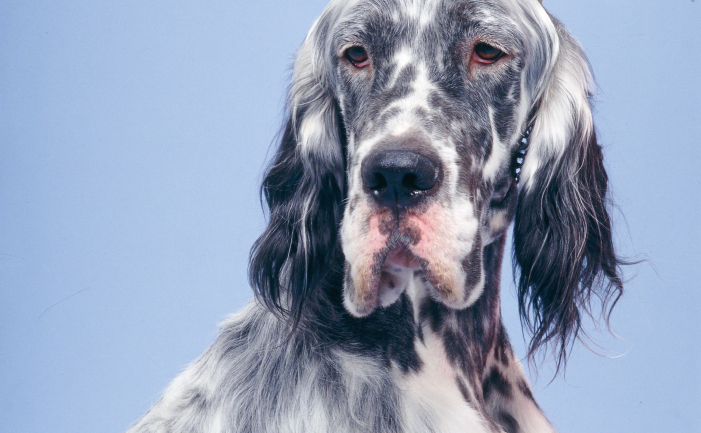 English setter price cheap
