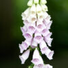 Foxglove flowers