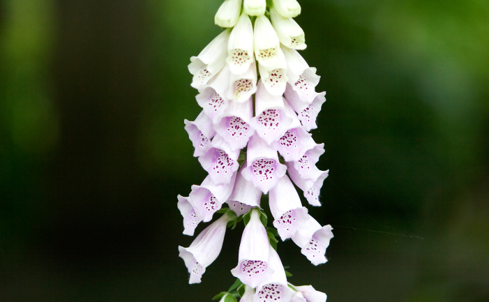 Foxglove flowers