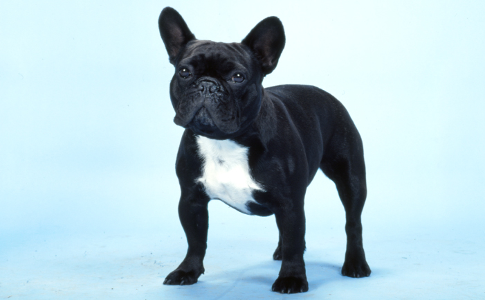 black french bulldog