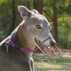 Greyhounds