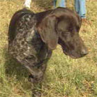 German Shorthaired Pointer