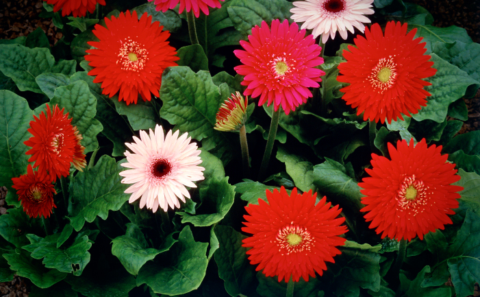 Gerberas