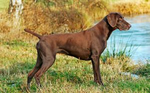 Shorthaired pinterr dog