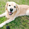 Golden Retriever with ball