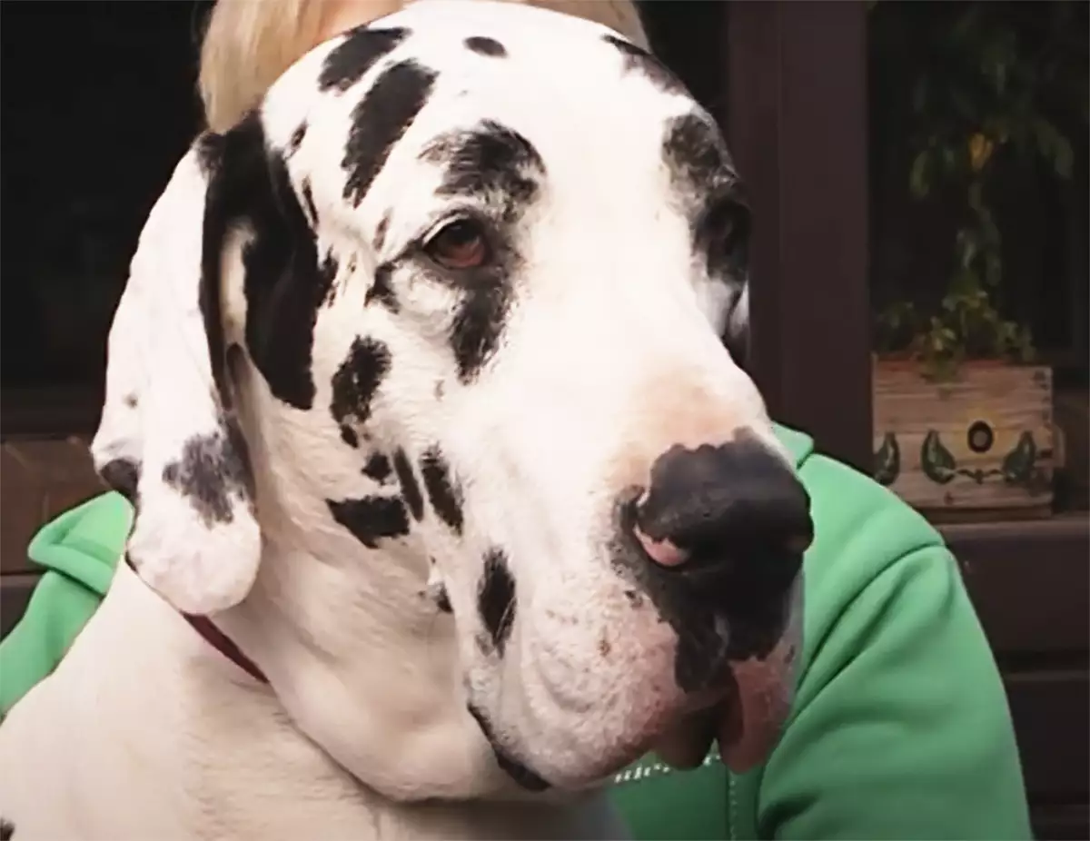 Great Dane Dog Breed