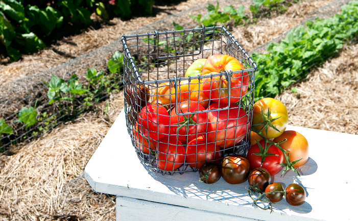 Tomato harvest