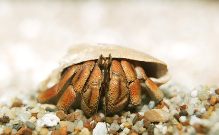 Hermit Crab in its shell