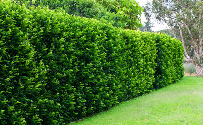 How To Grow A Hedge Burke S Backyard