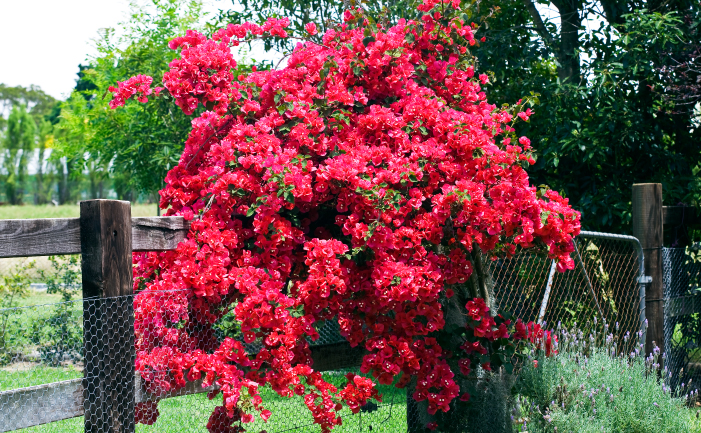 Bougainvillea