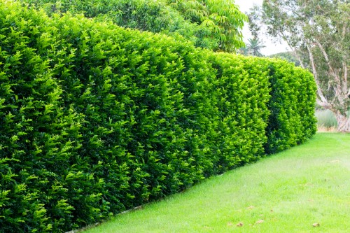 Murraya Hedge