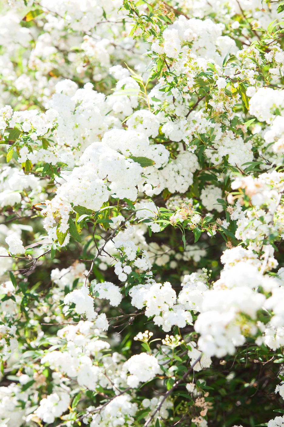 Spirea cantonensis