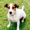 Jack Russell Terrier dog