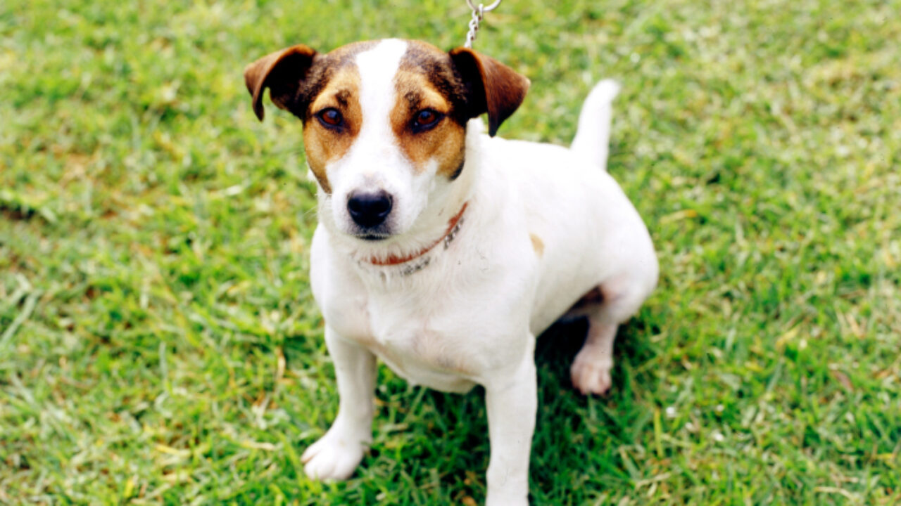 Life Expectancy For Jack Russell Dogs Shop Cdlguaiba br
