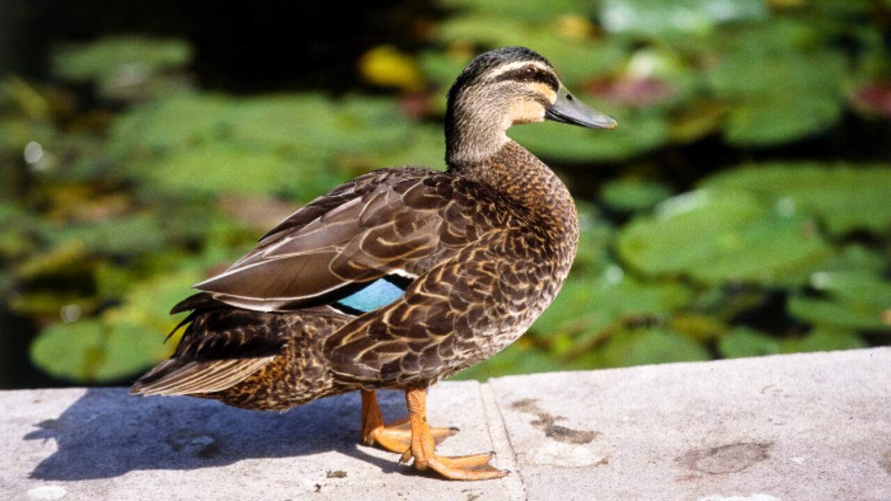 Keeping Ducks Burke S Backyard