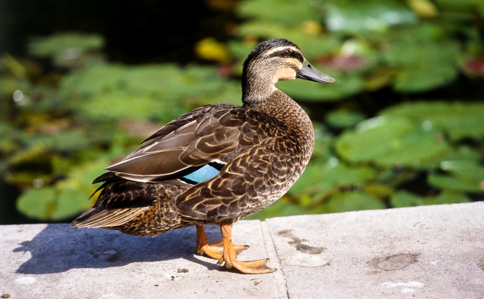 Keeping Ducks - Burke's Backyard