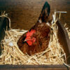 Hen laying