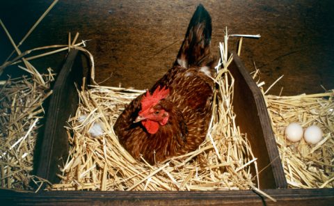 Keeping Chooks Keeping Laying Chooks - Burkes Backyard