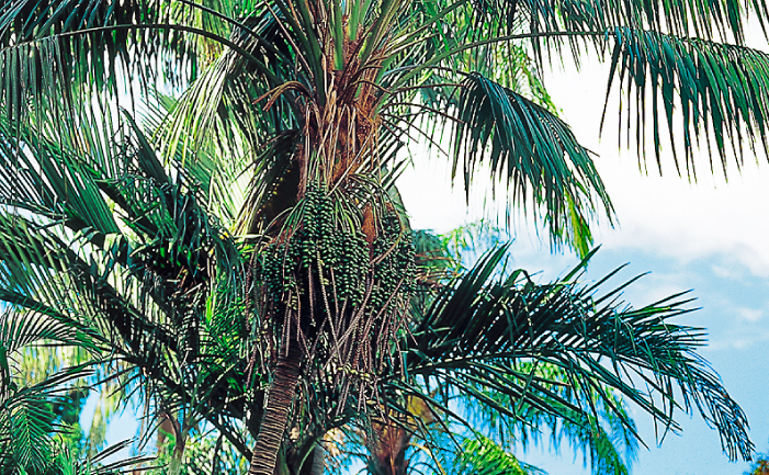 Kentia palm tree discount