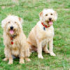 Two Labradoodles