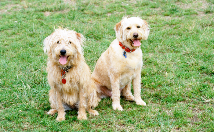 Labradoodle - Burke's Backyard