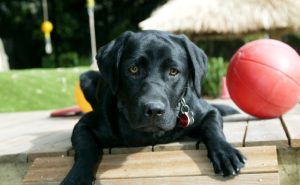 Black Labrador
