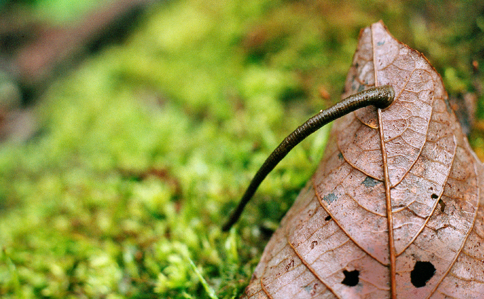 Leech on leaf