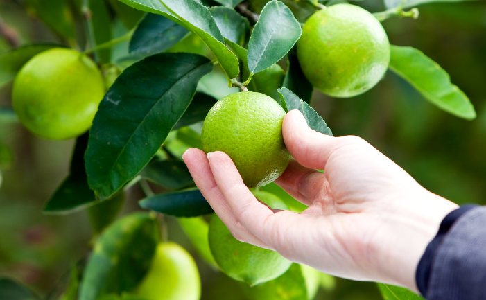 Picking limes