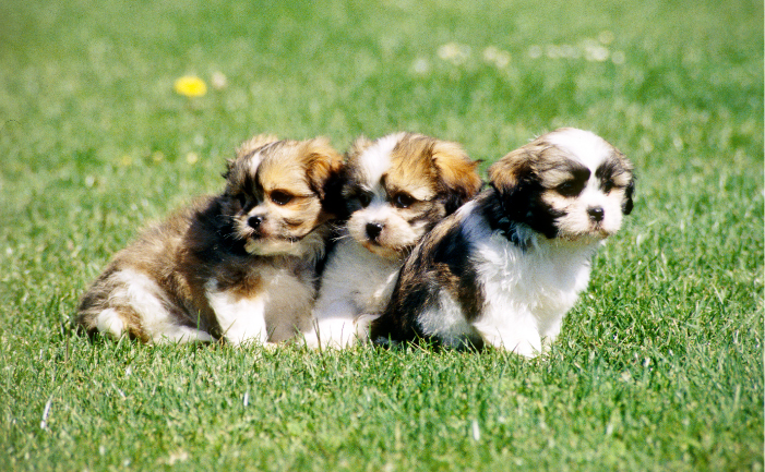 99+ Maltese Tzu Puppies