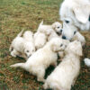 Maremma sheepdog pups