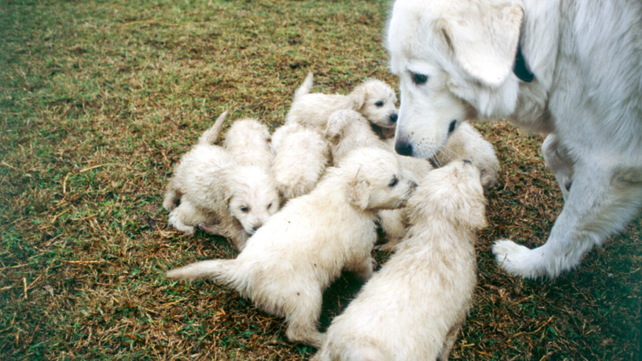 Mammera dog hot sale