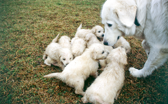 maremma puppies