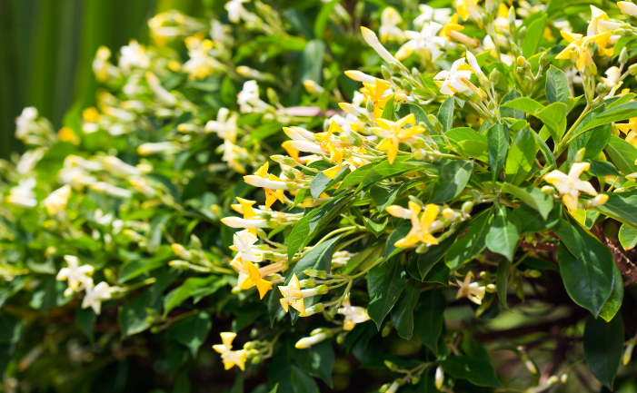 Native Frangipani