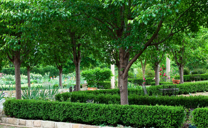 New Ornamental Pears - Burke's Backyard