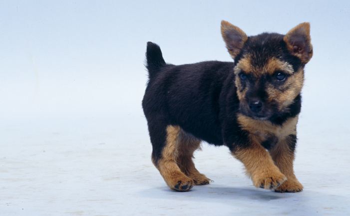 norwich terriers for sale near me