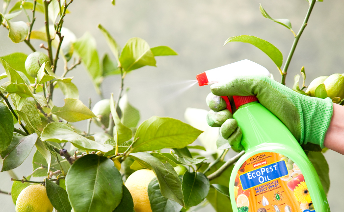 Organic Pest Spray Burke S Backyard