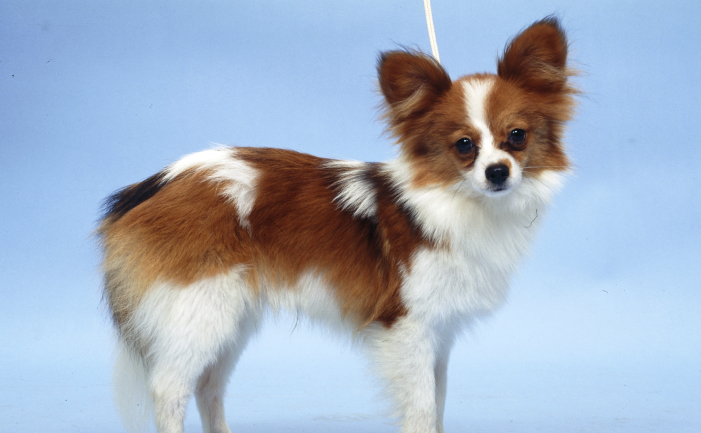 tricolor papillon puppies for sale