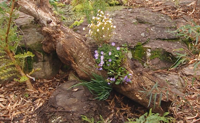 Native flowers planted in a hollow log