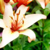 A bright orange lilium flower