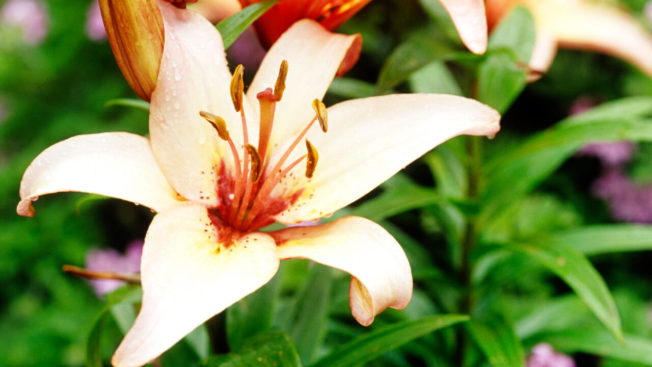 is laurel poisonous to dogs