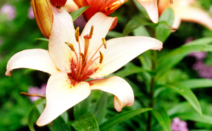 is daylily poisonous to dogs