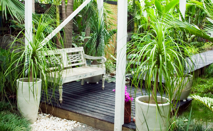 Ponytail discount palm outdoors
