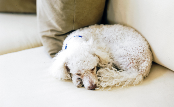 Curled up poodle