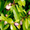 Port Wine Magnolia leaves and flower buds