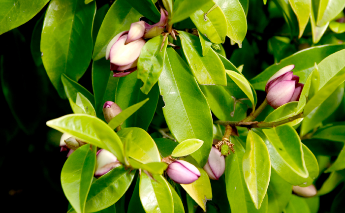 Port Wine Magnolia leaves and flower buds
