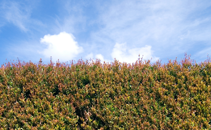 Privacy hedge