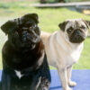 Pug Dogs