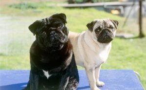 Pug Dogs