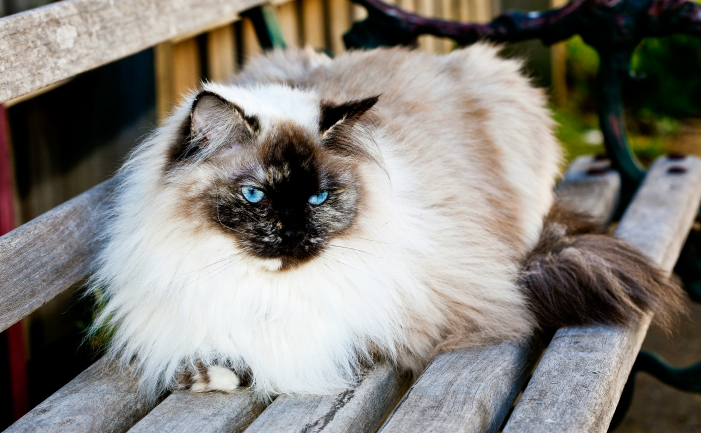 average ragdoll cat lifespan